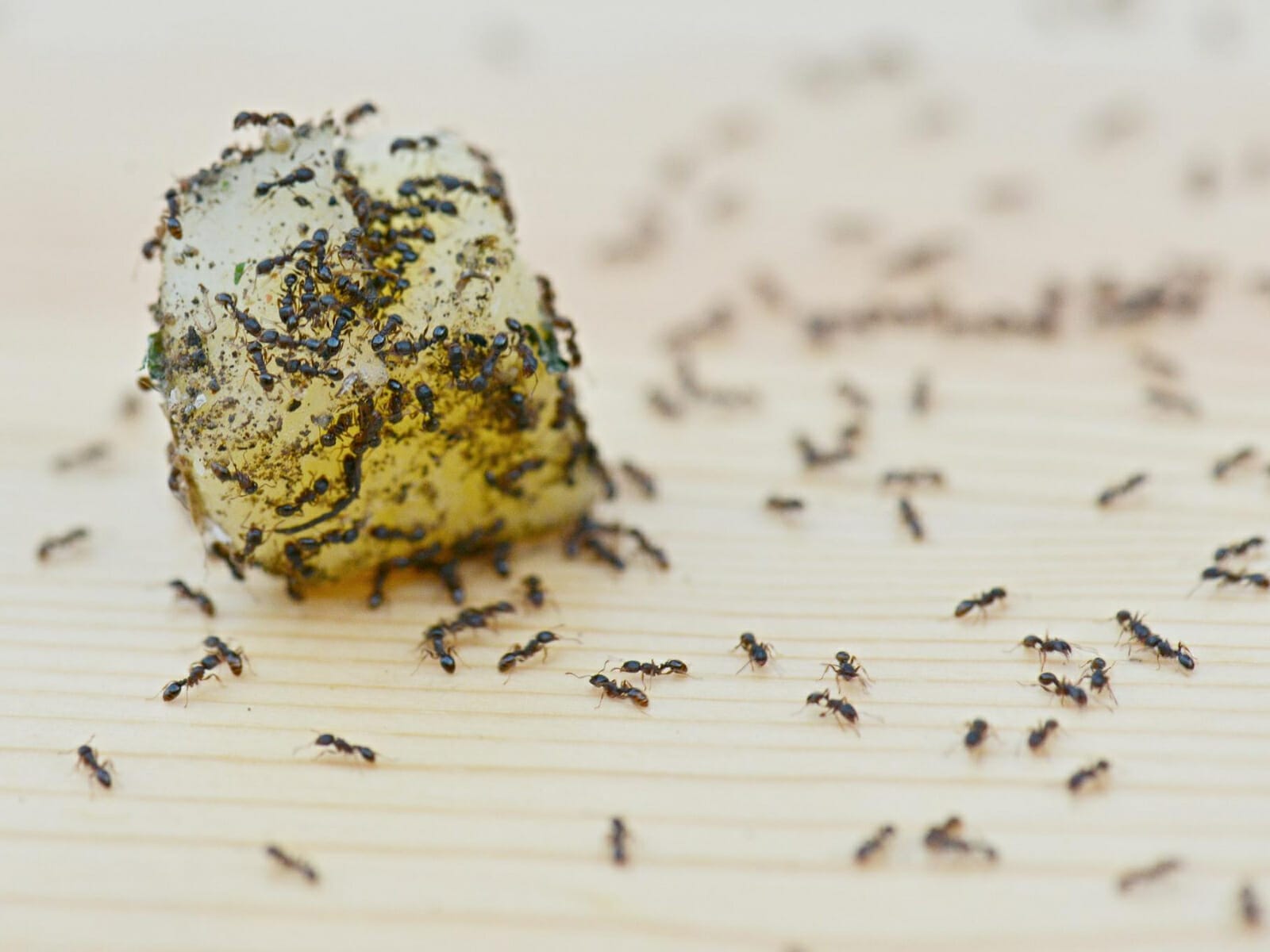 How to Get Rid of Ants Commercial Building Repairs