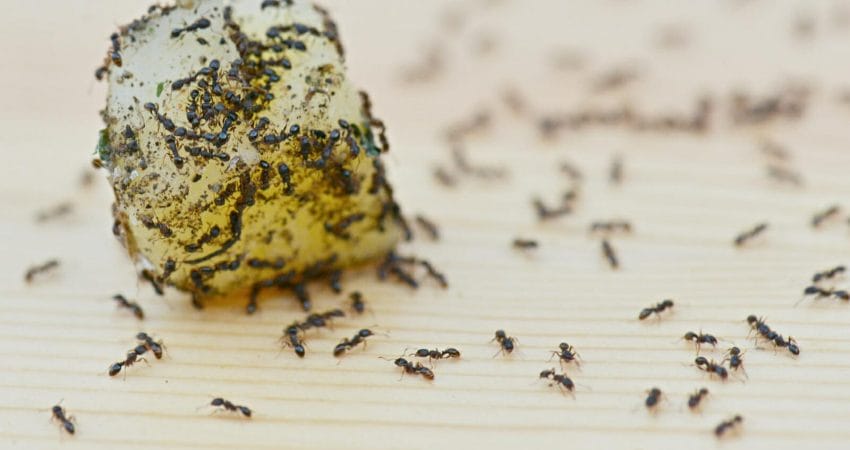 Ants in Restaurant