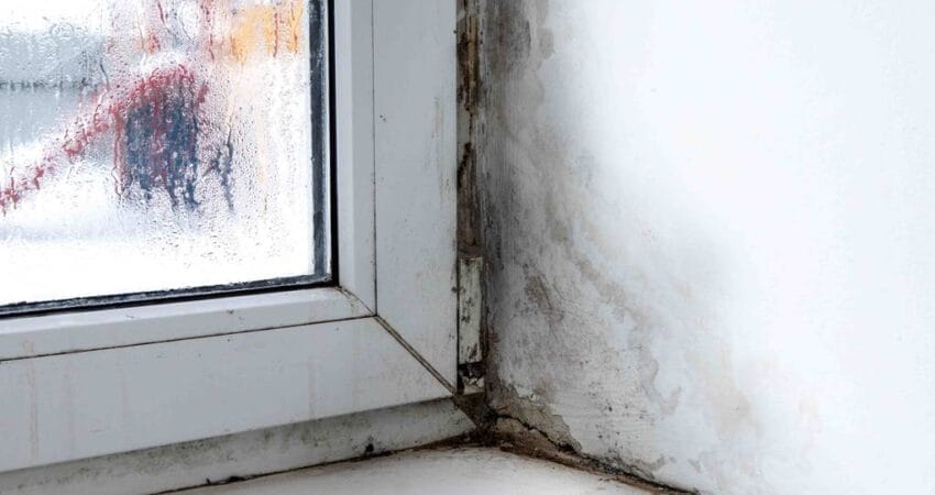 mold growth on the interior walls of a property