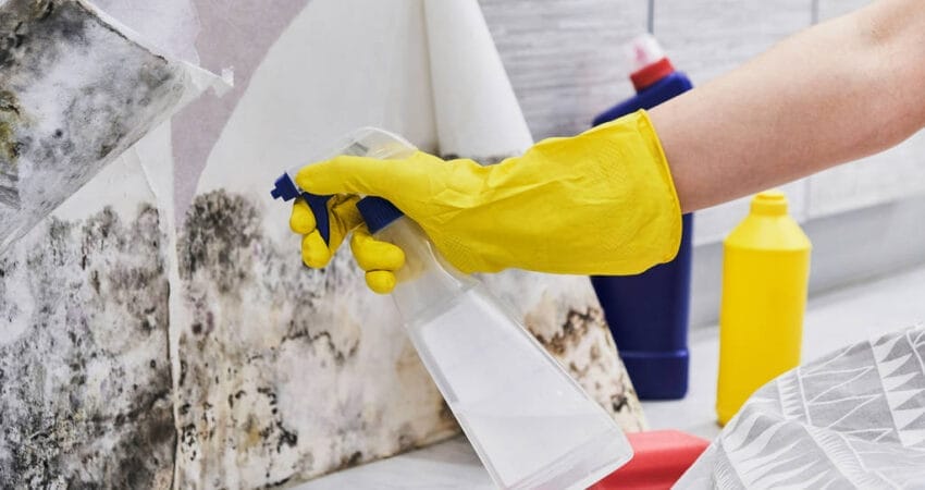 removing mould from walls without damaging paint